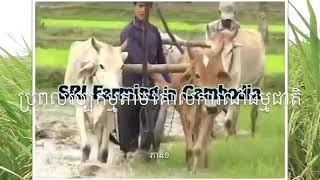 ប្រពលវប្បម្មតាមគោលការណ៍ធម្មជាតិ,​ SRI farming in Cambodia