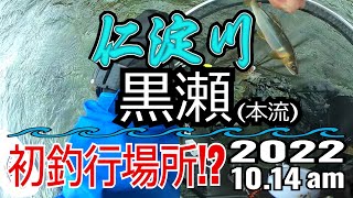 アユの友釣り 仁淀川(高知県) 本流 黒瀬 2022.10.14am