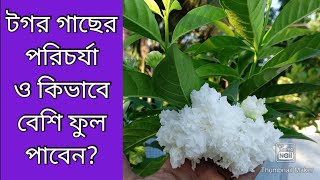 Thoka tagar plant care.|| থোকা টগর বা রাজ টগর গাছের সম্পূর্ণ পরিচর্যা ||