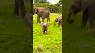 Baby elephant #wildlife #wildelephant #animals