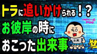 虎においかけられる？！お彼岸の時におこった出来事/100日マラソン続〜895日目〜