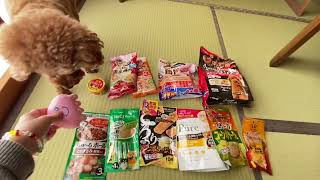 ドンキの福袋を買って貰った犬🐩