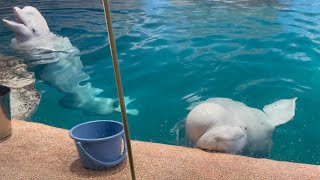 2021/05/14 ベルーガのトレーニング【グレイ\u0026ナナ\u0026ニコ編2】@名古屋水族館