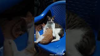 அழகான பூனைக்குட்டி #cat #shortvideo  # cute kitten # kitten short # funny kitten # short speed