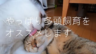 【やっぱり多頭飼育をオススメします】元保護猫のエースとリリィの成長記92