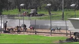 Gunnedah-08102016-Race-8