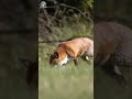 majestic fox roaming the jungle a rare and stunning encounter 🌿🦊