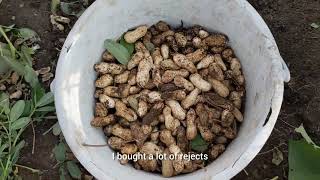 last pick big peanuts#lintv h