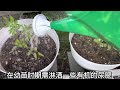 种西红柿｜种番茄｜盆栽番茄全过程剖析，只要做好了最重要的二方面，就有吃不完的西红柿啦