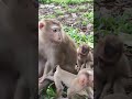 LUNO-monkey baby adorable very CUTE🐒😘BY5 #monkeys #viral #animals #shortsvideo #monkey #youtube