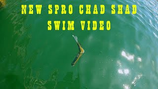 Spro KGB Chad Shad Swim Video