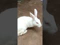 🙏எங்கள் வீட்டு வெள்ளை முயல் 🐇 white rabbit✨️my house😜