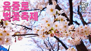 [4K} 🌸여의도 봄바람 속으로, 윤중로 벚꽃길 걷기🚶‍♂️✨