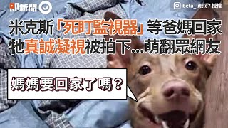 台中米克斯犬死盯著監視器 等爸媽回家 狗狗真誠凝視被拍下 萌翻網友｜寵物