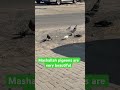 মাশাল্লাহ কবুতর গুলো অনেক সুন্দর pigeon shortvideo bangladesh