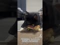 「骨を食べる」を理解した犬の映像🐶