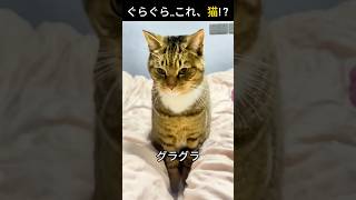 ぐらぐら..これ、猫!？