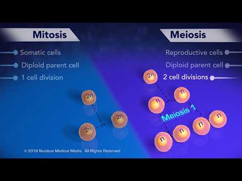 How many cells are produced in mitosis versus meiosis?