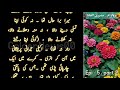 biography of hazrat aman jan سیرت حضرت اماں جان program suneri alfaaz epi4 part2 your wedding