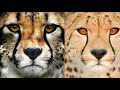 asian cheetah extinction in india ഇന്ത്യൻ cheetah