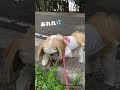 お散歩中大好きな松ぼっくりを見つけたななちゃん🐶 シーズー 犬 시추 dog 강아지