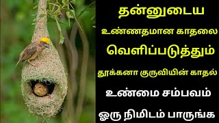 தன்னுடைய உண்ணதமான காதலை வெளிப்படுத்தும் தூக்கனா குருவியின் காதல் உண்மை சம்பவம்