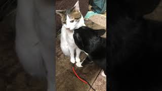 猫動画😊仲良くしたいざきおくん🐈白黒猫tuxedocat アメショ雑種あおい【#Shorts】