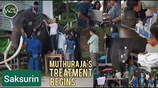 Muthu Raja treatment begins | Detects all diseases | Saksurin at the Thai animal hospital