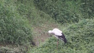 1041211基隆河南港段水域東方白鸛理毛