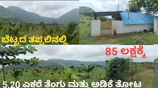 5.20 acer Areca and Coconut 🌴Farm Land for Sale at Sattegala Hand post, Malavalli.ID#07112024