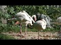 rosa flamingo phoenicopterus roseus tiergarten zoo schönbrunn superzoom