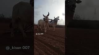 @_Kisan007 #kisan #cow #બળદ #farming #વઢીયારા_બળદ #automobile #farmer #oxlover #cow #funny