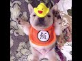 几时能动一动啊 法牛 法国斗牛 法斗 法国斗牛犬 萌宠 宠物 狗狗cute pets   dog  animals  funpets bulldog