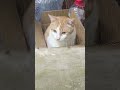 没有空调也没关系，小猫咪我呀可以淋雨的 cat animals catlover