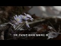 야생화 노루귀 u0026 추억의 안단테 유익종 노래 u0026 사진 김순용