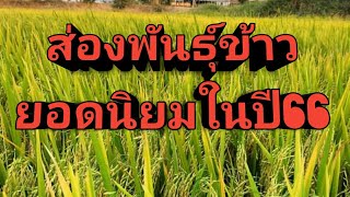 พันธุ์ข้าวยอดฮิตในปี66