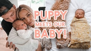 FIRST 48 HOURS!! Body After Birth + Bringing Our Newborn Home | Baby & Puppy Mee