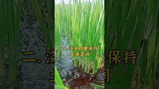 韭菜种植，几点注意事项。#韭菜种植 #种韭菜 #韭菜种植方法 #怎么种植韭菜 #韭菜