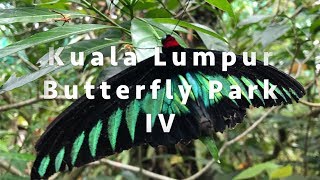 Kuala Lumpur Butterfly Park - Rajah Brook's Birdwing - Flight of the butterflies - Malaysia