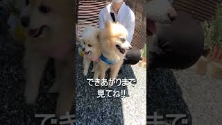 すっきり まん丸 トリミング✂