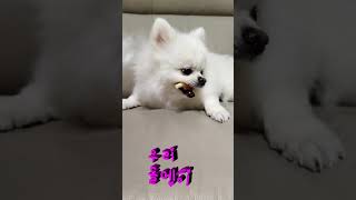 대추씨의  자작곡들  AI 가 노래로 불러주는~우리 돌멩이(2)~#노래#AI작곡