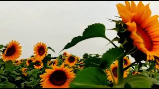 Kingdom of Sunflower! সূর্যমুখীর রাজ্যে | Documentary Video |