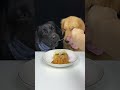 golden brother is trying to take my piece of pumpkin. labrador and golden. cute pet debut plan