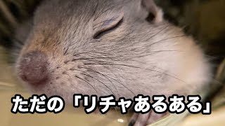 【リチャードソンジリス】あるある