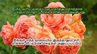 நீங்கள் எந்த மூலையில் இருந்தாலும் சரி உங்கள் வீட்டிற்கே செடிகள் அனுப்பப்படும்#tamil #newcollection