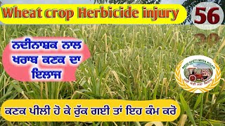 Wheat Herbicide Injury (ਨਦੀਨਾਸ਼ਕ ਨਾਲ ਪੀਲੀ ਕਣਕਨਦਾ ਇਲਾਜ਼) Shergill Markhai