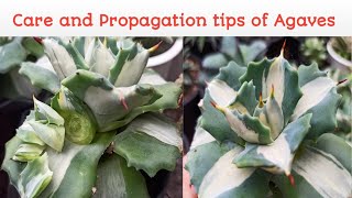 Agave care।। Agave propagation tips।।