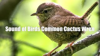 Bird sound common cactus wren