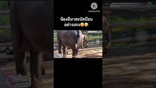 ช้างน้อยมีนา#babyelephant #ช้างน้อยน่ารัก #ช้างแสนรู้