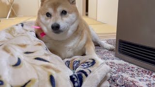 高級毛布の良さを知ってしまった柴犬【shibainu】